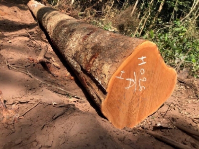 Sapelli chuẩn bị về tại kho Long Dương.